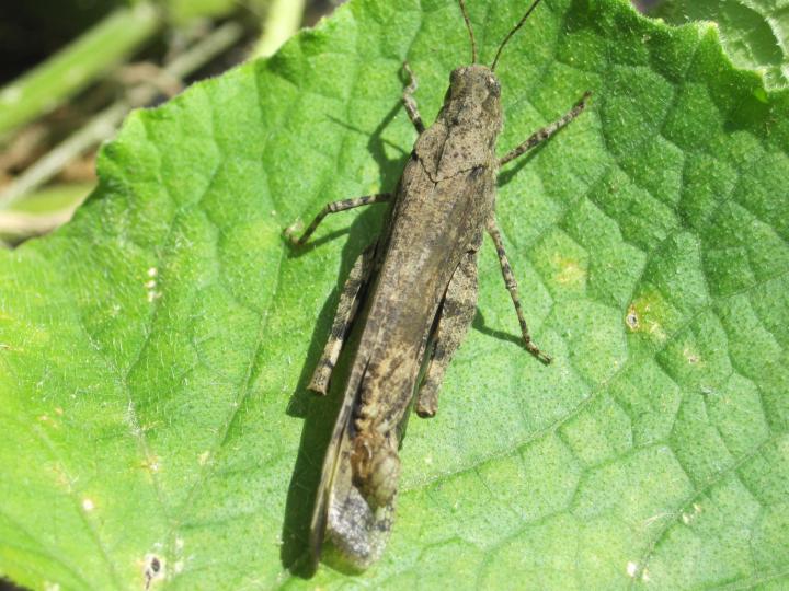 How to Keep Out of the Garden!